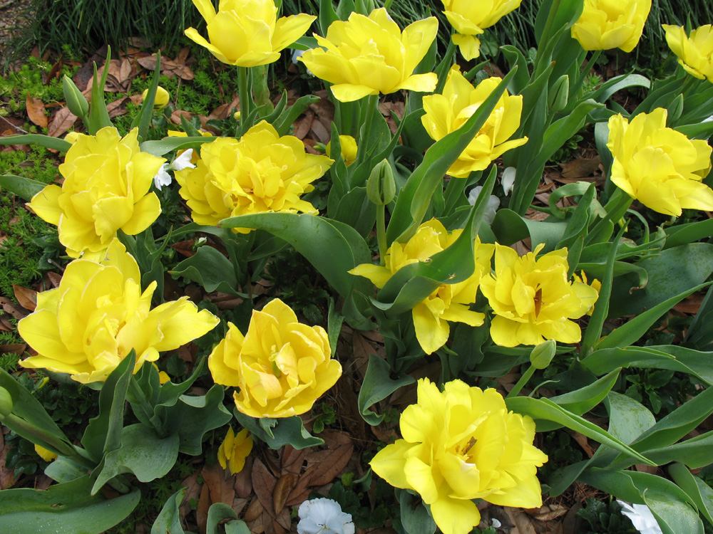 Tulipa Gesneriana